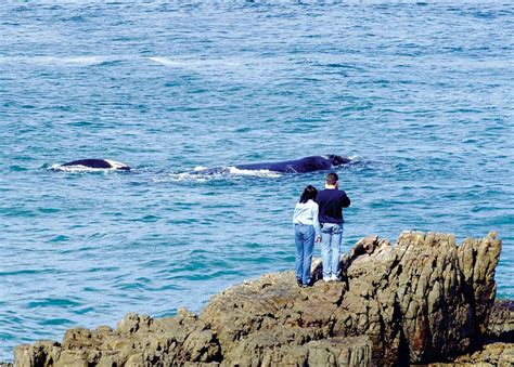 whales in hermanus season|Hermanus whale watching – Everything you need to。